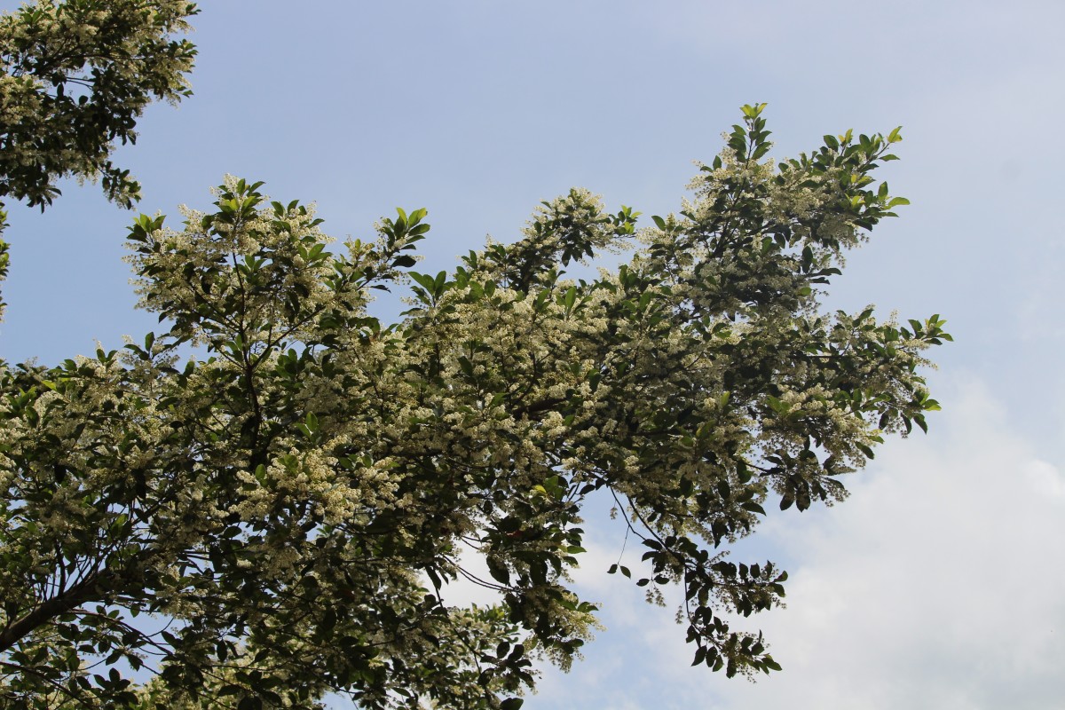 Elaeocarpus serratus L.